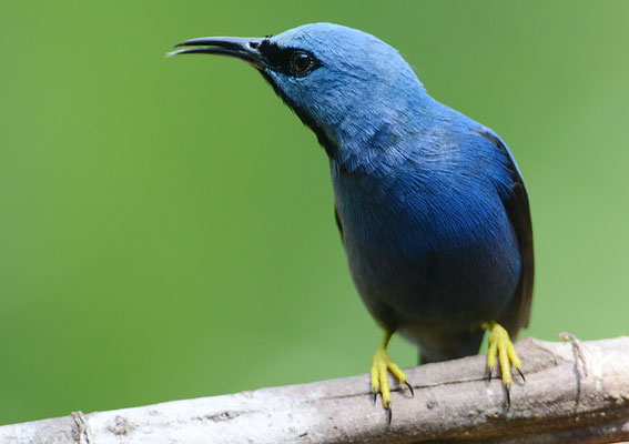 Azurnaschvogel, Shining honeycreeper, Cyanerpes lucidus