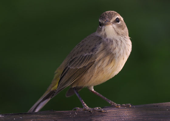 PALMENWALDSÄNGER, PALM WARBLER, SETOPHAGA PALMARUM