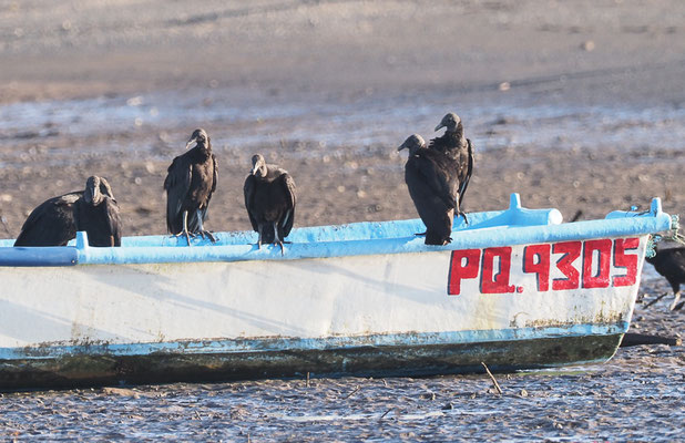 RABENGEIER, BLACK VULTURE, CORAGYPS ATRATUS