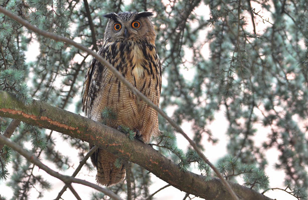 UHU, EAGLE OWL, BUBO BUBO