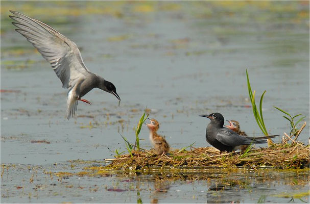 TRAUERSEESCHWALBE, BLACK TERN, CHLIDONIAS NIGER