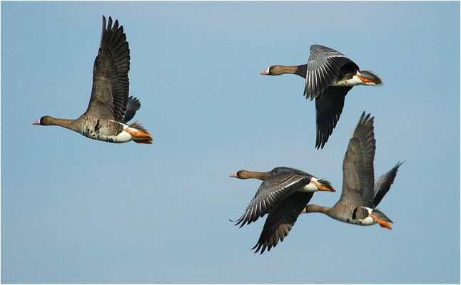 BLÄSSGANS, WHITE-FRONTED GOOSE, ANSER ALBIFRONS