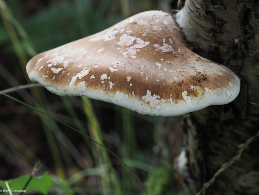 Birkenporling - Piptoporus betulinus