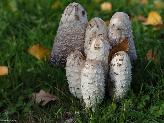 Schopf-Tintling - Coprinus comatus