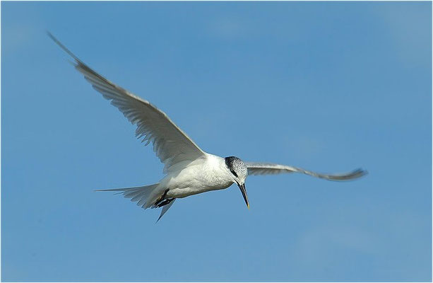 BRANDSEESCHWALBE, SANDWICH TERN, STERNA SANDVICENSIS