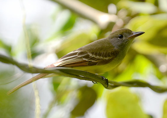 SCHNÄPPERTYRANN, GREAT CRESTED FLYCATCHER, MYIARCHUS CRINITUS