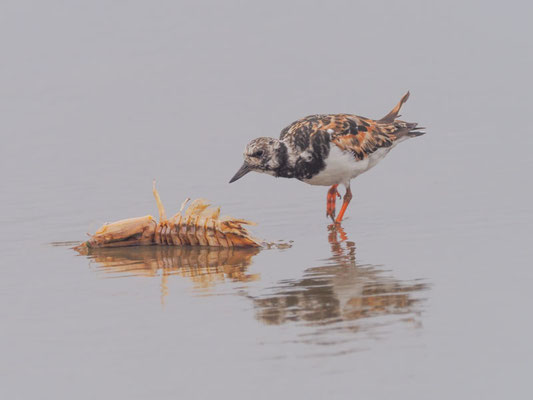 Steinwälzer, Ruddy Turnstone - Arenaria interpres