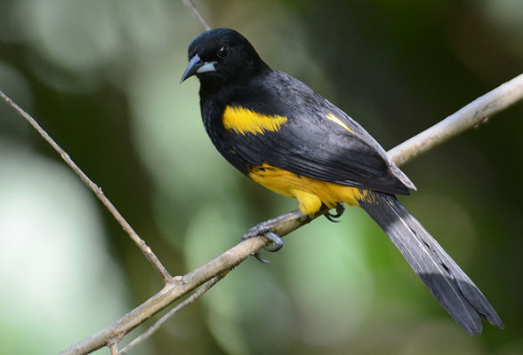 SCHWARZKLEIDTRUPIAL, BLACK-COWLED ORIOLE, ICTERUS PROSTHEMELAS