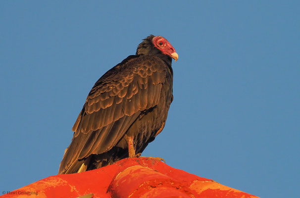 TRUTHAHNGEIER, TURKEY VULTURE, CATHARTES AURA