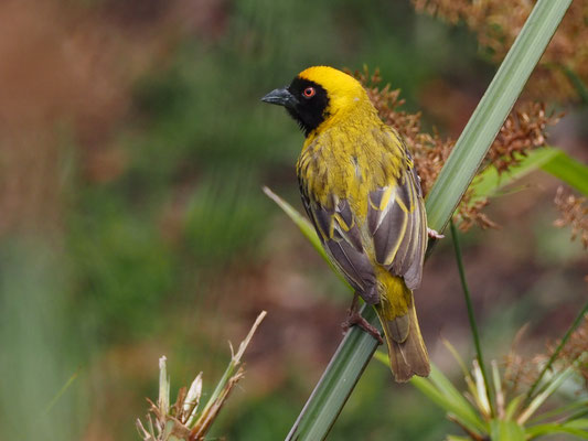 Maskenweber, southern masked weaver, ploceus velatus 