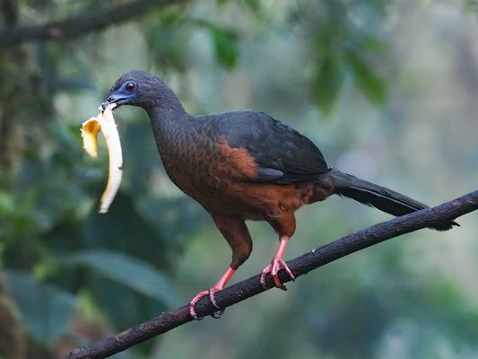 SICHELGUAN, SICKLE-WINGED GUAN - CHAMAEPETES GOUDOTII