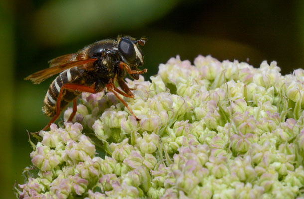 WEISSBAND-TORFSCHWEBFLIEGE,  SERICOMYIA LAPPONA