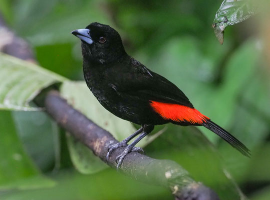 FEUERRÜCKENTANGARE, PASSERINI´S TANAGER, RAMPHOCELUS PASSERINII