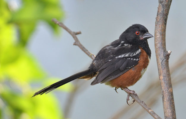 FLECKENGRUNDAMMER, SPOTTED TOWHEE, PIPILO MACULATUS