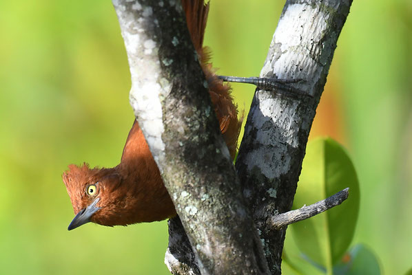 Brauncacholote, Caatinga cacholote, Pseudoseisura cristata