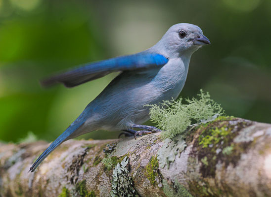 BLAUTANGARE (BISCHOFSTANGARE), BLUE-GRAY TANAGER, THRAUPIS EPISCOPUS