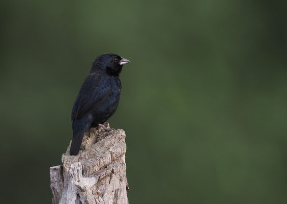 JAKARINITANGARE, BLUE-BLACK-GRASSQUIT, VOLATINIA JACARINA