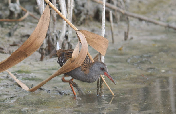 WASSERRALLE, WATER RAIL, RALLUS AQUATICUS