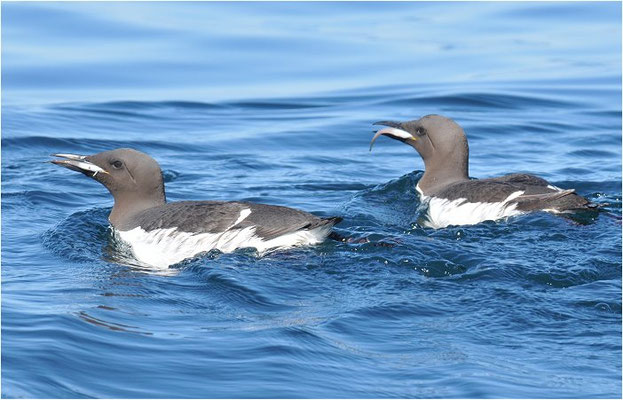 TROTTELLUMME, GUILLEMOT, URIA AALGE