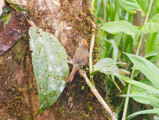 Azaraschlüpfer, Azara´s Spinetail - Synallaxis azarae