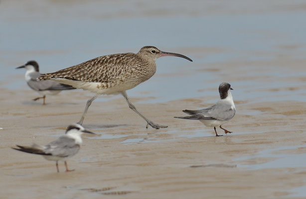 REGENBRACHVOGEL, WHIMBREL, NUMENIUS PHAEOPUS
