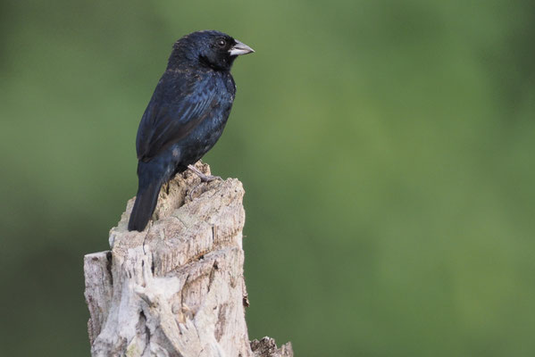 JAKARINITANGARE, BLUE-BLACK-GRASSQUIT, VOLATINIA JACARINA