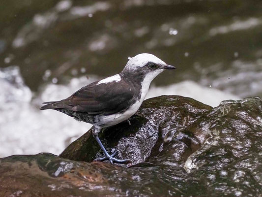 WEISSKOPF-WASSERAMSEL, WHITE-CAPPED DIPPER - CINCLUS LEUCOCEPHALU