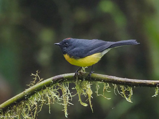 LARVENWALDSÄNGER, SLATE-THROATED WHITESTART - MYIOBORUS MINIATUS