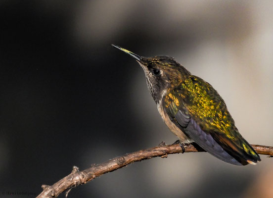 VULKANELFE, VULCANO HUMMINGBIRD, SELASPHORUS FLAMMULA