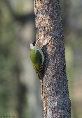 GRÜNSPECHT, GREEN WOODPECKER, PICUS VIRIDIS