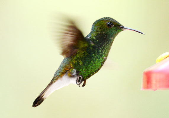 BRONZEKOPF-ELVIRAKOLIBRI, COPPERY-HEADED EMERALD, ELVIRA CUPREICEPS