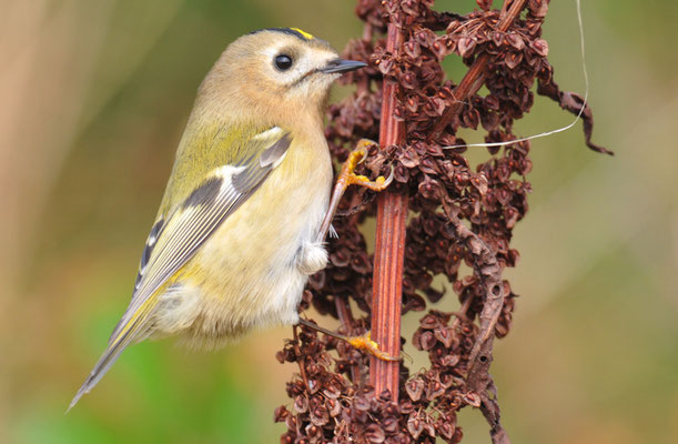 WINTERGOLDHÄHNCHEN, GOLDCREST, REGULUS REGULUS