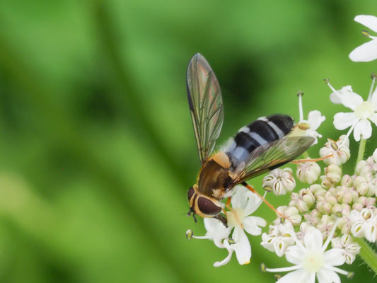 LEUCOZONA GLAUCIA, BLAUE BREITBANDSCHWEBFLIEGE
