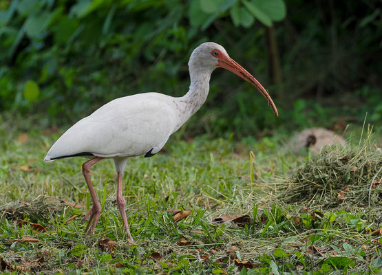 WEISSER SICHLLER, WHITE IBIS, EUDOCIMUS ALBUS