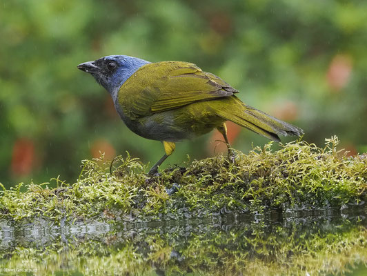 BLAUKAPPEN-TANGARE, BLUE-CAPPED TANAGER - SPORATHRAUPIS CYANOCEPHALA