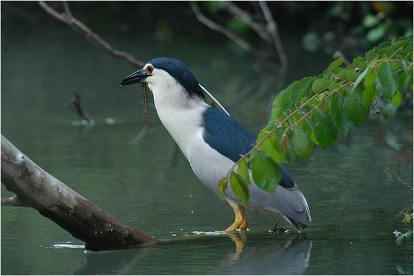 NACHTREIHER, NIGHT HERON, NYCTICORAX NYCTICORAX