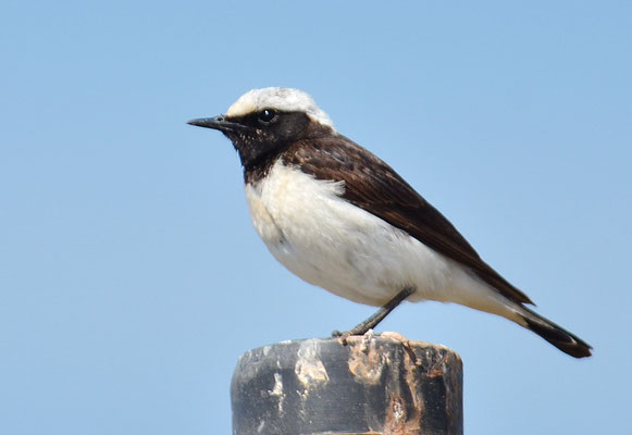 NONNENSTEINSCHMÄTZER, PIED WHEATEAR, OENANTHE PLESCHANKA