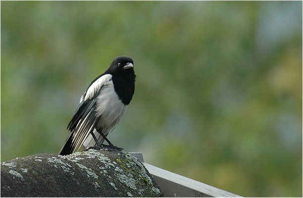 ELSTER, MAGPIE, PICA PICA