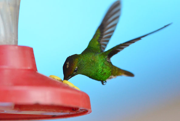 BRONZEKOPF-ELVIRAKOLIBRI, COPPERY-HEADED EMERALD, ELVIRA CUPREICEPS