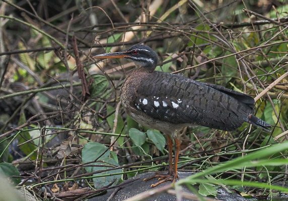 SONNENRALLE, SUNBITTERN, EURYPYGA HELIAS