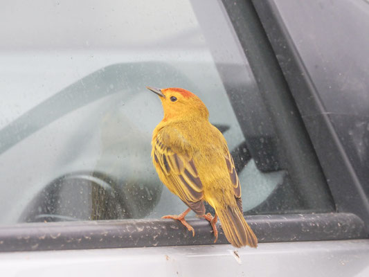 Goldwaldsänger, Yellow warbler - Setophaga petechia