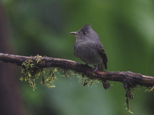 SCHIEFERTYRANN, SMOKE-COLORED PEWEE - CONTOPUS FUMIGATUS
