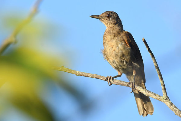 FAHLBRUSTDROSSEL, PALE-BREASTED TRUSH, TURDUS LEUCOMELAS