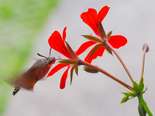 Taubenschwänzchen