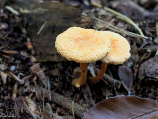 Falscher Pfifferling - Hygrophoropsis aurantiaca