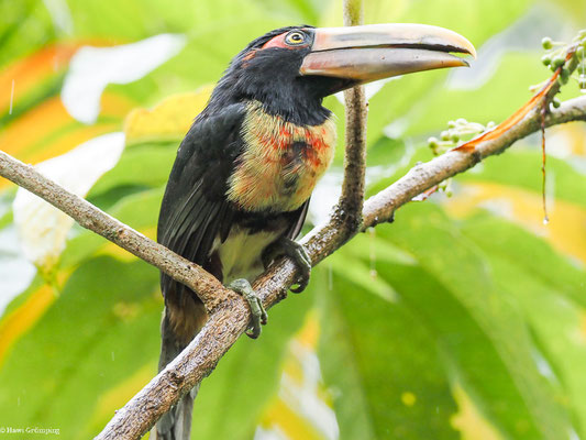 HELLSCHNABELARASSARI, , PALE-MANDIBLED ARACARI - PTEROGLOSSUS ERYTHROPYGIUS