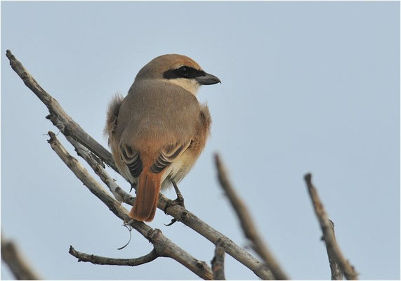 ISABELLWÜRGER, ISABELLINE SHRIKE, LANUS ISABELLINUS