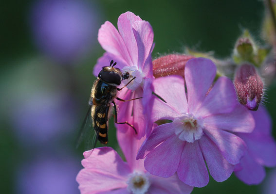 MONDFLECK-FELDSCHWEBFLIEGE, EUPEODES LUNIGER