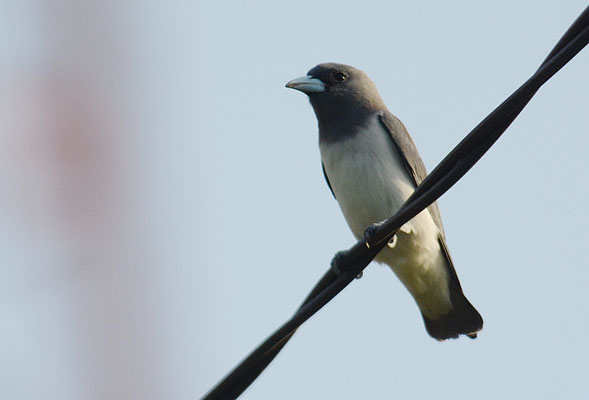 WEISSBAUCH-SCHWALBENSTAR, WHITE-BREASTED WOODSWALLOW, ARTAMUS LEUCORYNCHUS