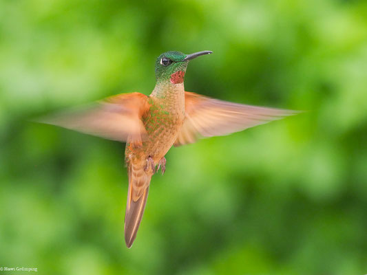 BRAUNBAUCH-BRILLANTKOLIBRI, FAWN-BREASTED BRILLANT - HELIODOXA RUBINOIDES